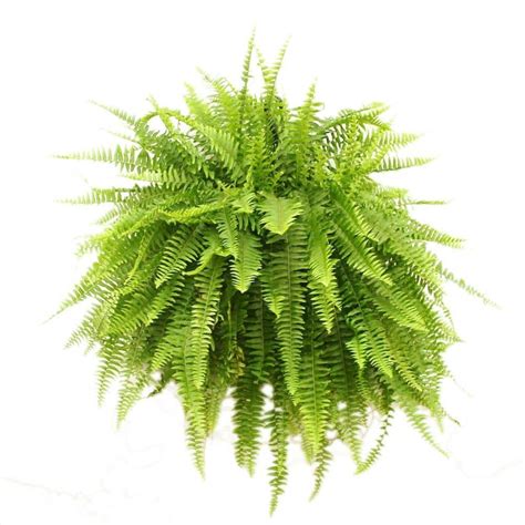 Delray Plants Boston Fern in 10 in. Hanging Basket-10BOSTHB - The Home Depot