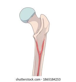 Linea Aspera Femur Thigh Bone Proximal: ภาพประกอบสต็อก 1865184253 ...