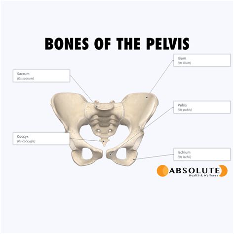 Pelvis Diagram With Labels