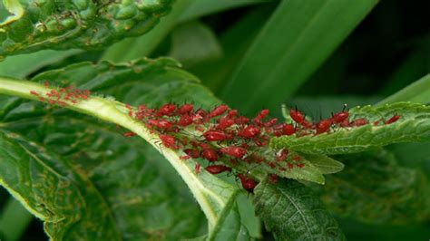 Mustard plant diseases suppression system - YouTube