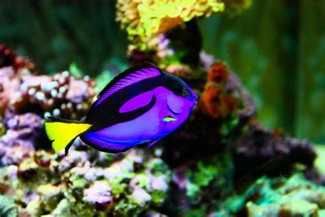 tang, Tropical, Fish, Ocean, Sea, Underwater Wallpapers HD / Desktop and Mobile Backgrounds