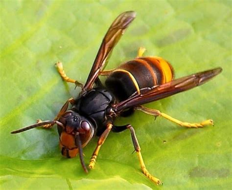 25 Types of Wasps and Hornets - ProGardenTips in 2024 | Wasp, Hornet ...