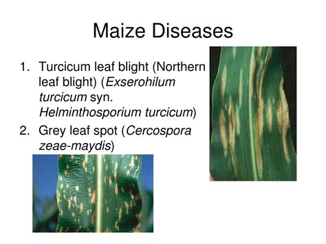 PPT - MAIZE DISEASES PowerPoint Presentation - ID:353511