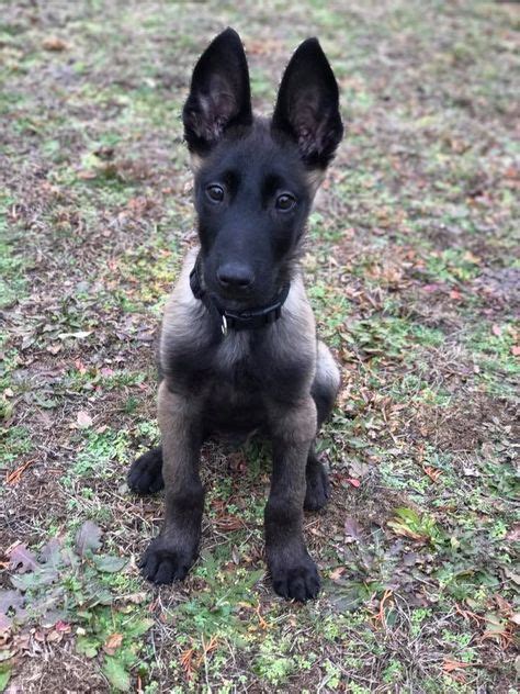 40 melhores imagens de Malinois belga em 2019 | Cão de guarda, Cães e ...