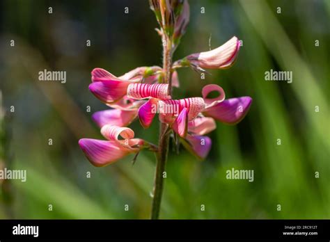 Onobrychis viciifolia inflorescence, common sainfoin with pink flowers, mediterranean nature ...