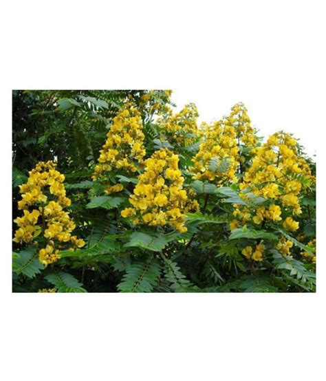 Green India Cassia siamea seeds – Sima tangedu - Cassod Tree seeds ...