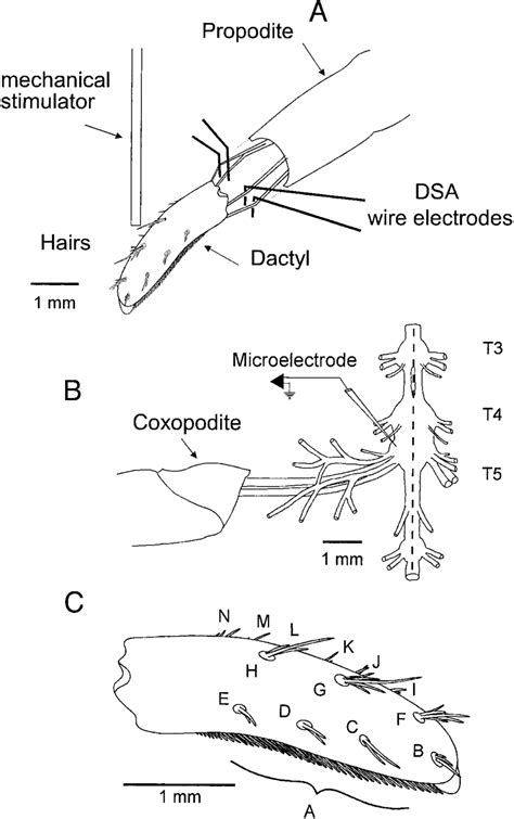 Schematic view of preparation and anatomy of dactyl. A: schematic... | Download Scientific Diagram