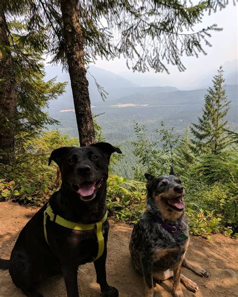 Top 9 Dog-Friendly Hikes Near Seattle | Rover.com | Seattle dog, Dog friends, Places to rent