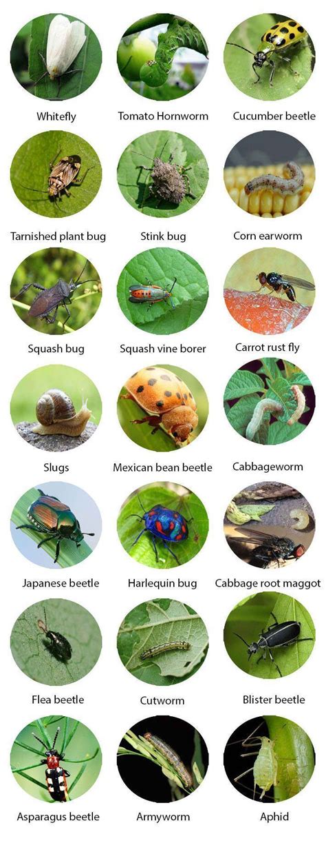 Garden Pests Identification #gardenpestsidentification | Garden pests identification, Organic ...