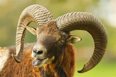 The Detail Portrait of a Male Mouflon with Large Horns. Stock Image ...