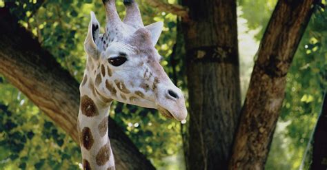 Close-Up Photography of Giraffe · Free Stock Photo