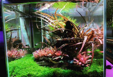 Cryptocoryne Wendtii Care Guide - Carpet and Floating