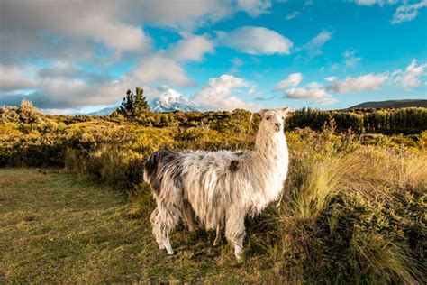 Cotopaxi Images – Browse 6,054 Stock Photos, Vectors, and Video | Adobe ...