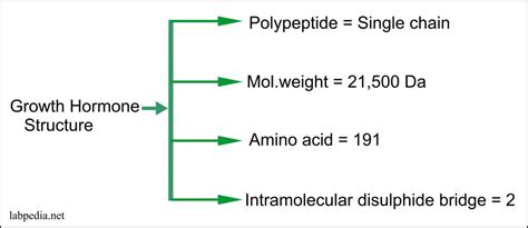 Growth Hormone (GH), Somatotropin Hormone - Labpedia.net