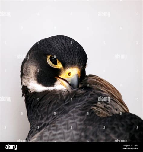 Peregrine Falcon, Falco peregrinus, Peregrine, the fastest member of the animal kingdom. Fastest ...