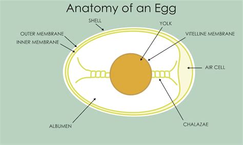 Nutrition of an Egg — Life Well Lived