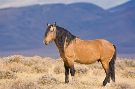 Wild Horses of Nevada photography | Wild Horses Gallery-Stock Images ...