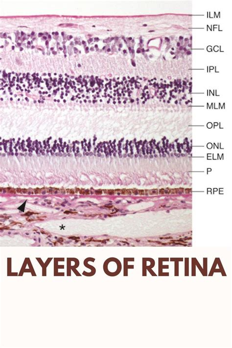 Layers of retina | Nerve fiber, Layers, Segmentation