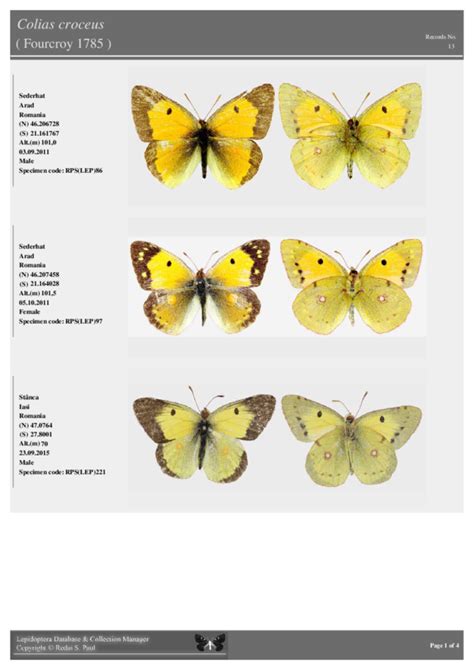 (PDF) Colias croceus | Paul Redai - Academia.edu