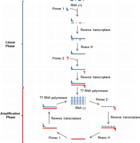 The nucleic acid sequence based amplification process including the... | Download Scientific Diagram