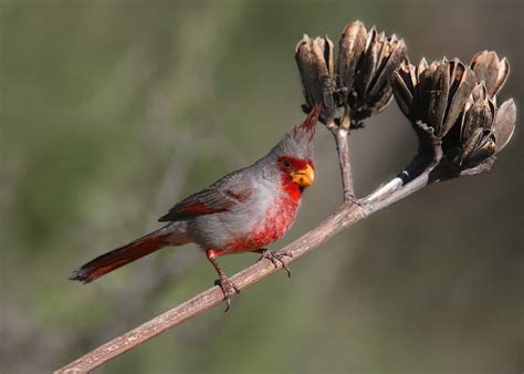 12 Birds That Look Like Cardinals: Our Fascinating List