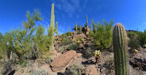 Sonoran Desert Landscape | Desert landscaping, Sonoran desert, Plants