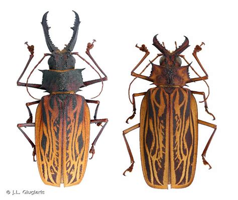 Macrodontia cervicornis (Linnaeus, 1758)-Overview