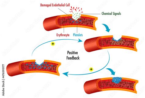 Positive Feedback Mechanism Blood Clotting