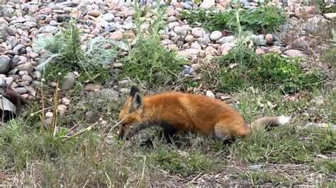 Baby Fox Playing - YouTube