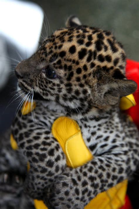 Rare Sri Lankan Leopard Cubs Born at Zoo Brno - ZooBorns