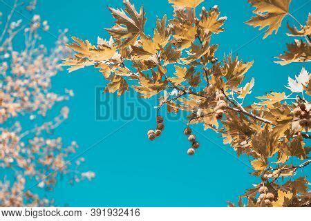 Brown Color Plane Tree Image & Photo (Free Trial) | Bigstock