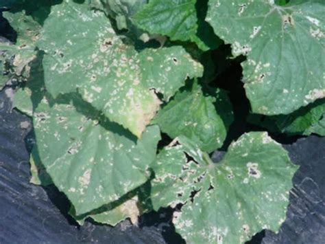 Wagner Farm Community Garden: The dreaded cucumber beetle arrives (dum dum dummmmmmm)