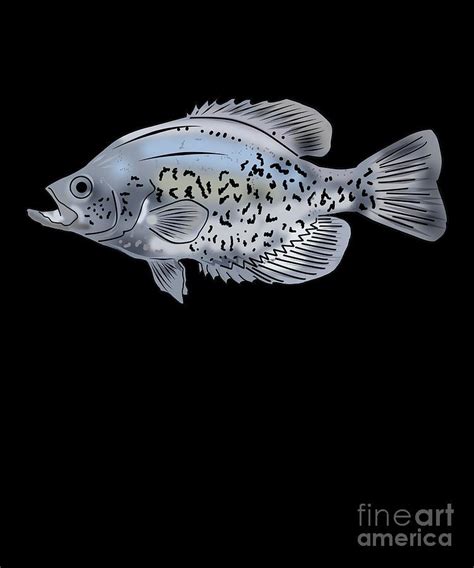 Black Crappie Drawing Fishing Freshwater Fish Gift Digital Art by MUC Designs