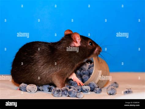 Brown baby rat standing in a pile of blueberries Stock Photo - Alamy