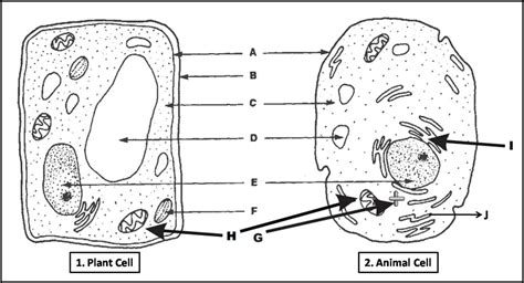 Cell Organelles Diagram | Quizlet