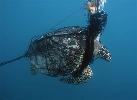 Turtles are under threat from plastic pollution | Nature | News | Express.co.uk