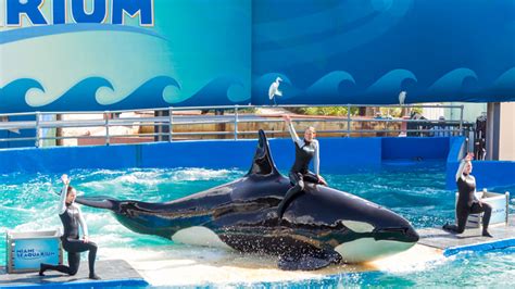 Lolita has lived at the Miami Seaquarium for five decades