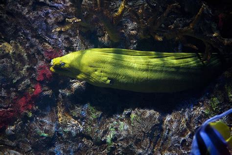 Eel Habitat of Moray Eels