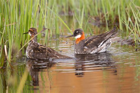 Red-necked Phalarope Pictures and Photos - Photography - Bird | Wildlife | Nature - Christopher ...