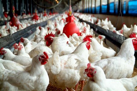 ‘Chicken Farming in the Living World’ Starts School! - Poultry Hub ...