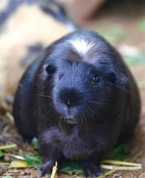 Introductory Care For Cavies (Guinea Pigs) - The Open Sanctuary Project