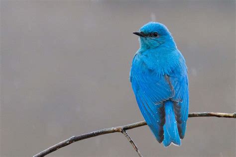 Bluebird Symbolism - Spirit Animal Totems