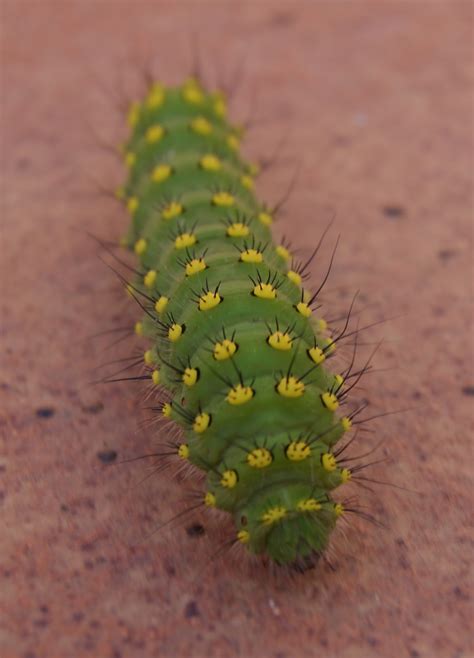 El Mundo de YUYU: Oruga verde