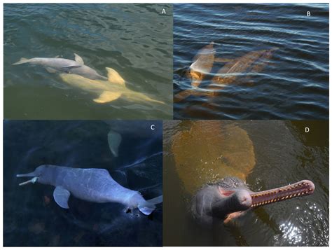 無料ダウンロード amazon river dolphin adaptations 896438-How does the amazon ...