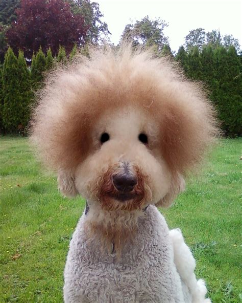 Jecht the Standard Poodle with a Bad Hair Day | Poodle haircut, Dog ...