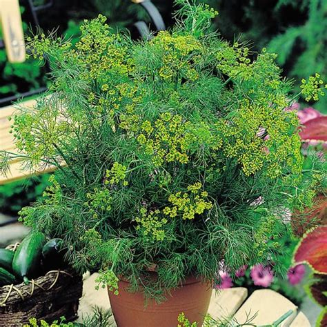 Everything About Growing Dill in Pots | Dill Plant Care