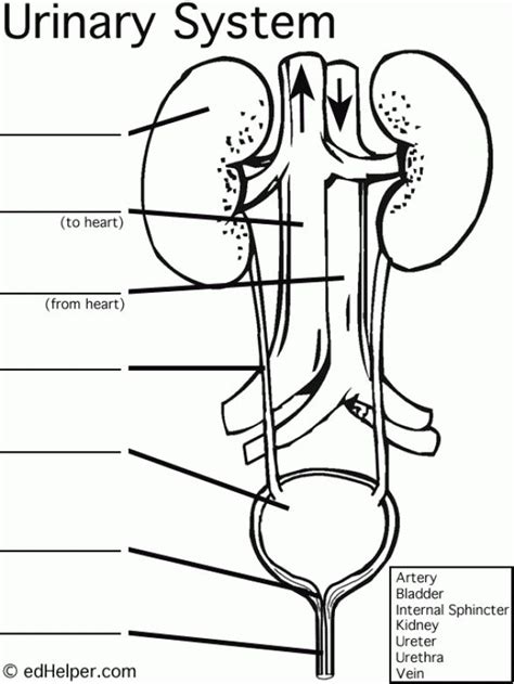 Urinary System Diagram Worksheet #humanbodysystem #human #body #system #diagram | High school ...