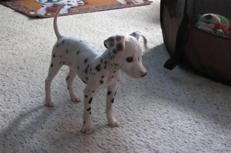 Pixel, the miniature dalmatian | Miniature dalmatian, Cute animals, Cute puppies