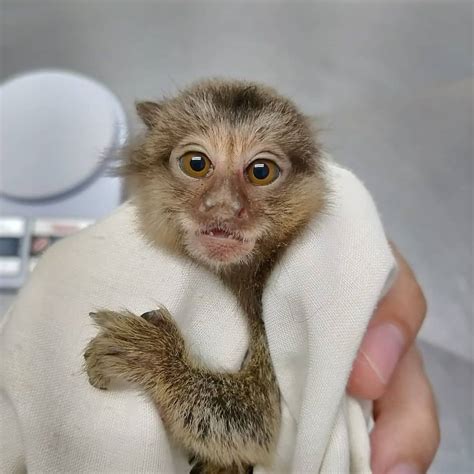 Active Pygmy Marmoset Monkey for Sale – Oscar, Male, 13 Months Old ...