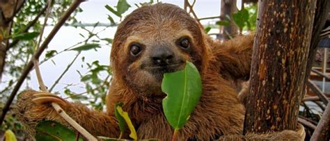 10 Incredible Sloth Facts - WikiPoint - Wiki Point